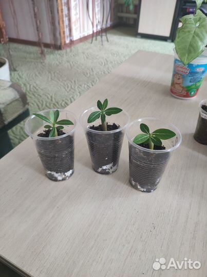 Комнатные цветы