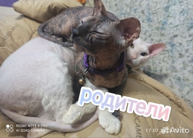Донской сфинкс котята