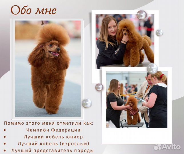 Вязка пуделя