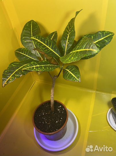 Кротоны, Драцена, Хамедорея на обмен или продажу