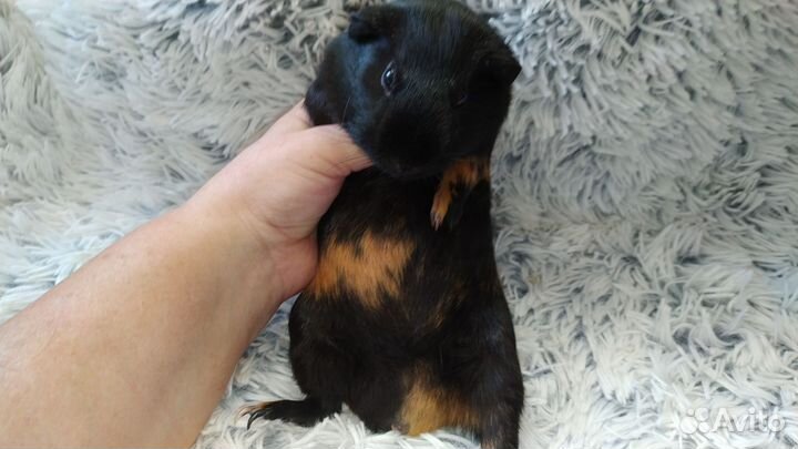 Морские свинки. Домашние питомцы для обожания