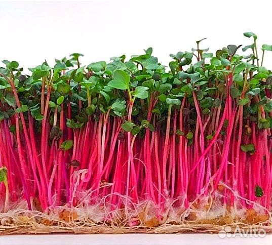 Микрозелень семена