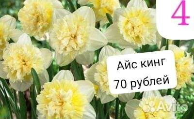 Луковицы нарциссов