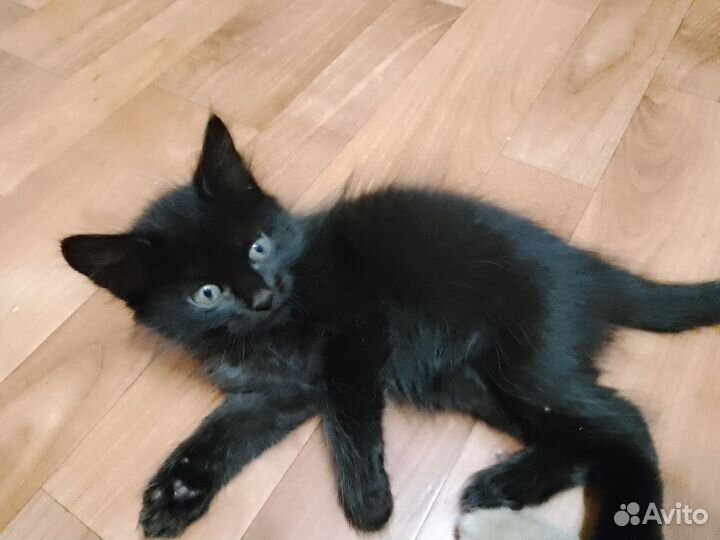 Кошка в дар