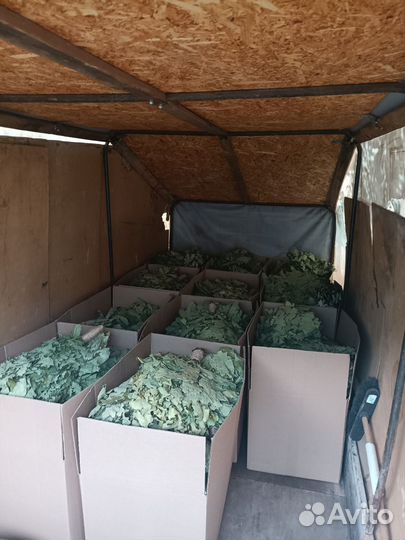 Дубовые веники для бани