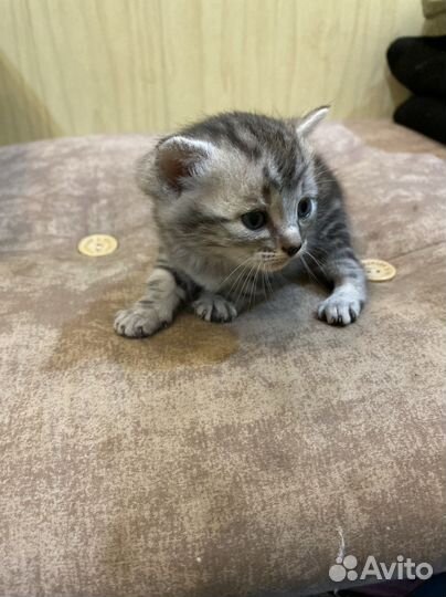 Британские котята