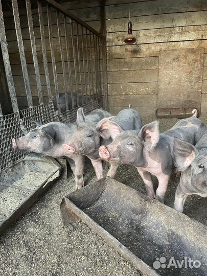 Поросята пьетрен