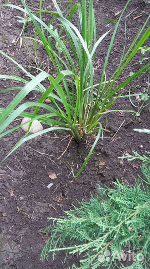 Пеннисетум