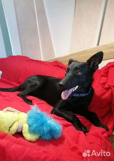 Малорослая собачка в добрые руки