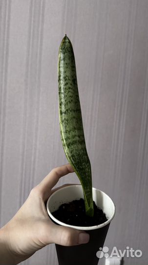 Сансевиерия трехполосная