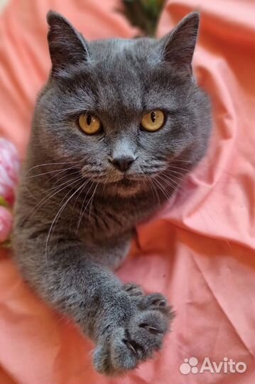 Британская кошка Плюша