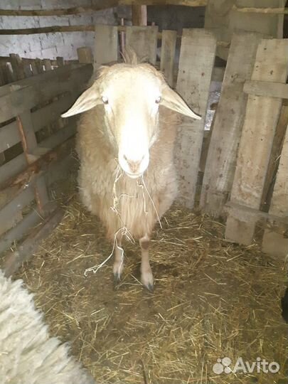 Курдючный баран