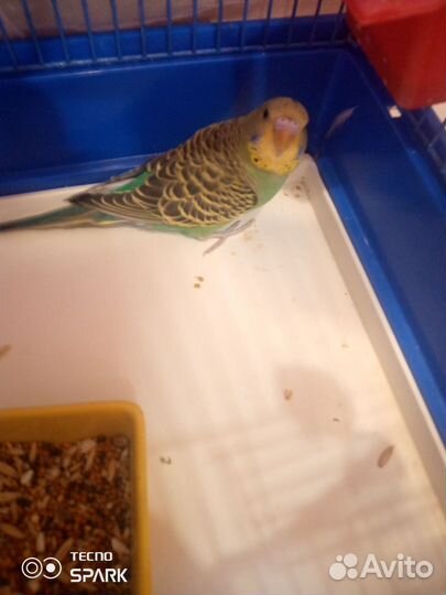 Волнистый попугай