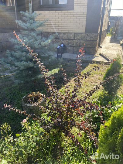 Барбарис бордовый