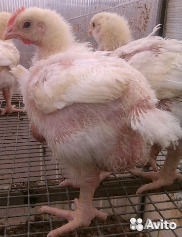 Вся сельхоз птица от А до Я в лпх