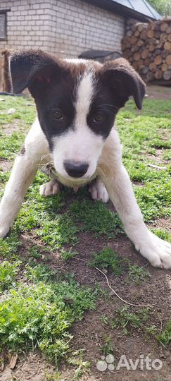 Собака в добрые руки отдам бесплатно