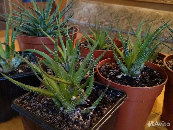 Хавортия полосатая Fasciata