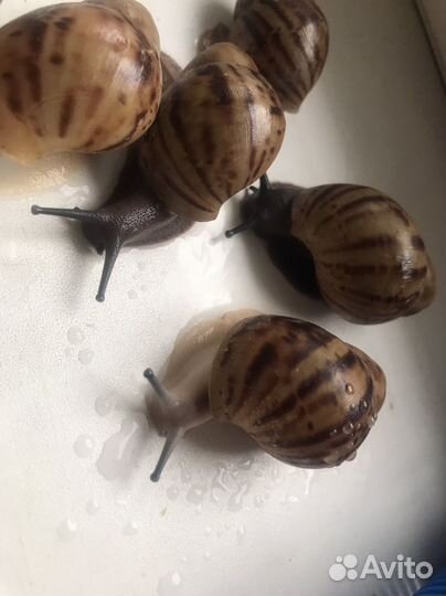 Улитки Архахатина маргината овум