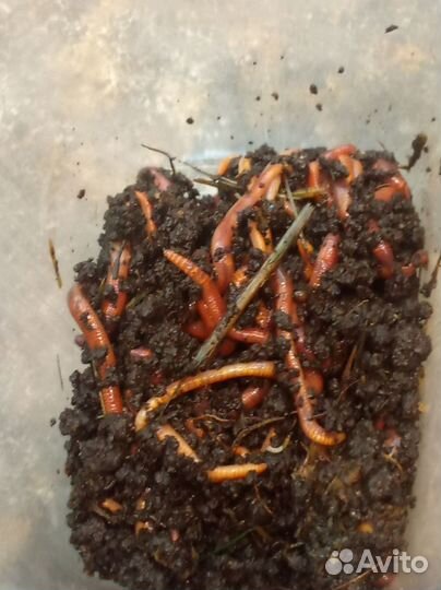 Земляные черви для рыбалки