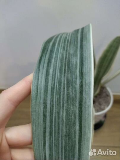 Сансевиерия манолин