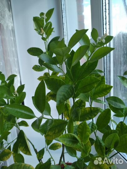 Цитрусовые,каламандин