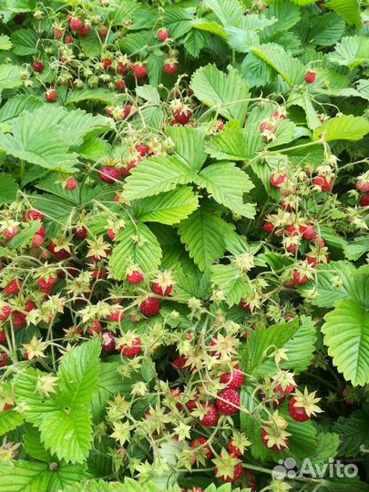 Земклуника саженцы