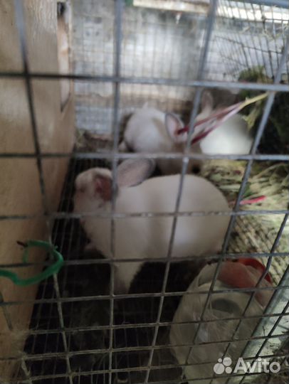 Кролики мясных пород