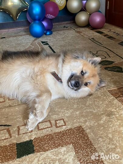 Собака, девочка вольф-шпиц в добрые руки