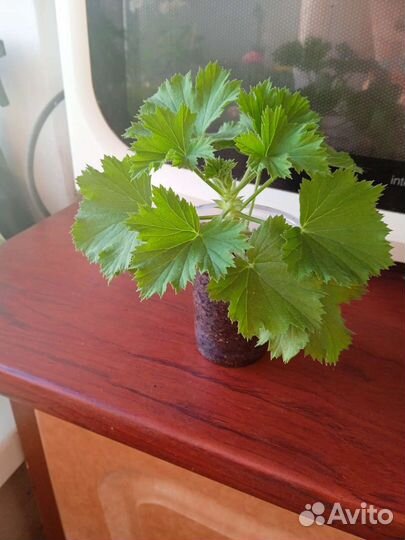 Королевская герань