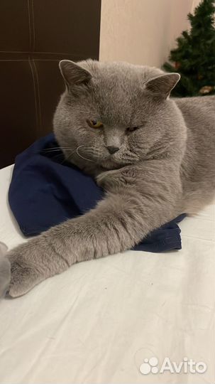 Британский кот вязка