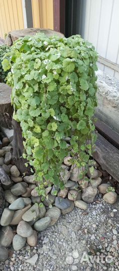 Будра многолетняя, вечнозеленая