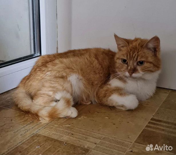 Кошка в дар бесплатно