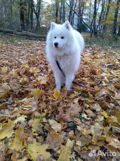 Отдам в добрые руки