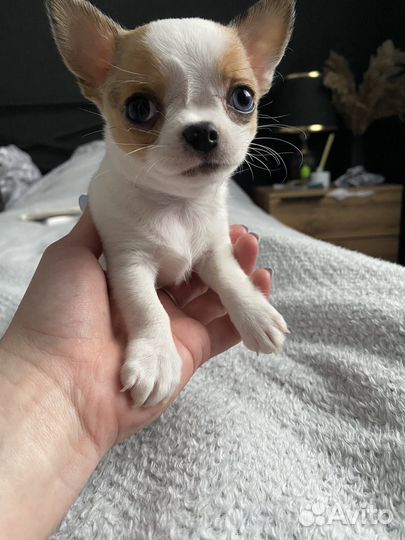 Чихуахуа мини