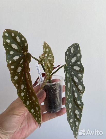 Бегония макулата