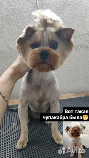 Стрижка собак и кошек