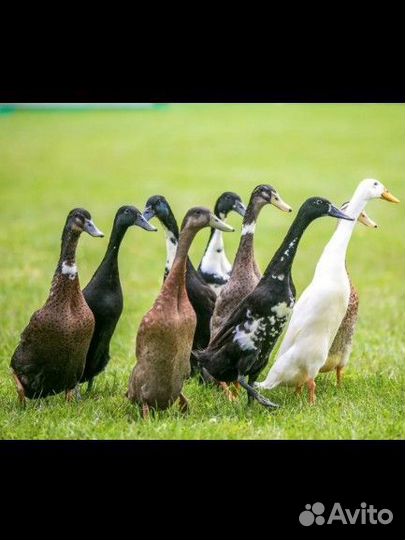 Утка бегунок