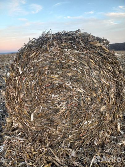 Кукуруза в тюках