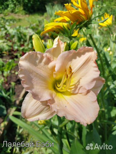 Продажа лилейников