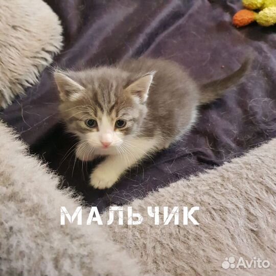 Котята в добрые руки бесплатно