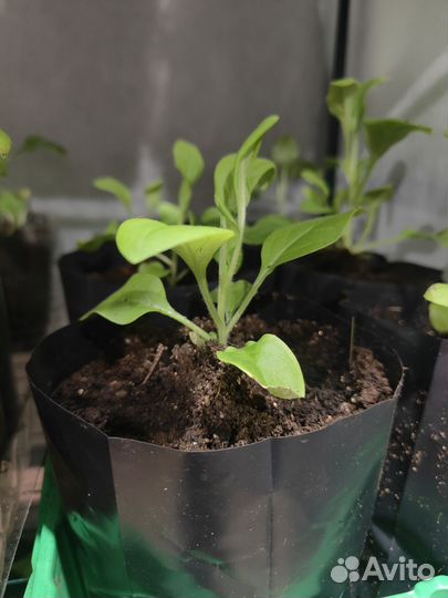 Петуния рассада