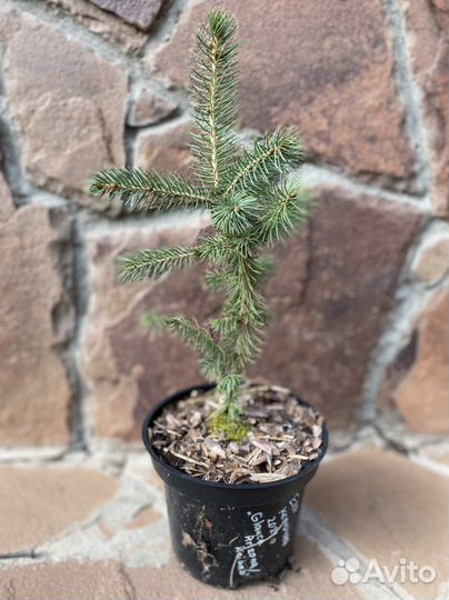 Ель голубая