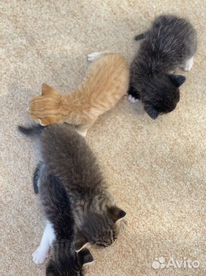 Котята в добрые руки