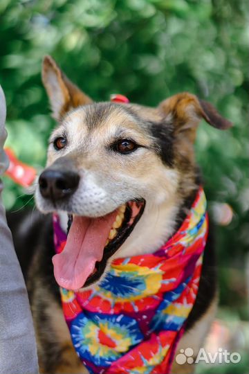 Собака-ласка страдает в приюте