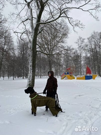Догситтер, кинолог, выгул собак