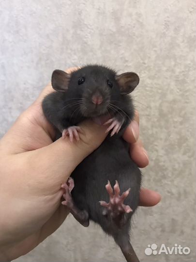 Чёрненькие Дамбо малыши крысята