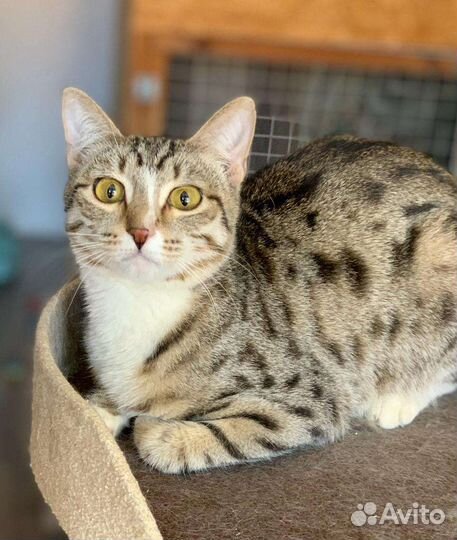 Красавчик орфей