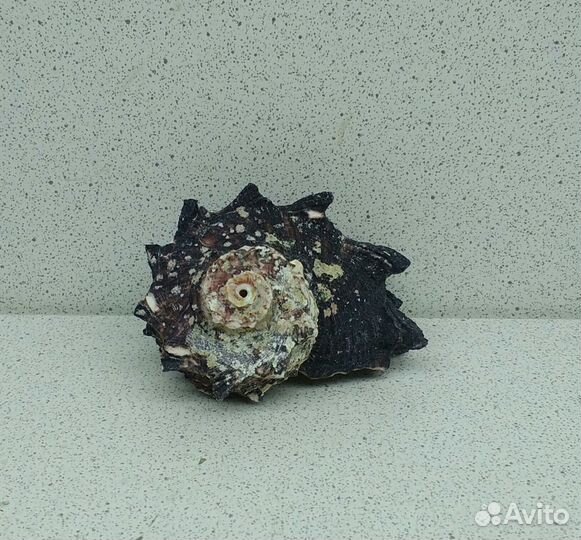 Ангария 6 морская ракушка раковина