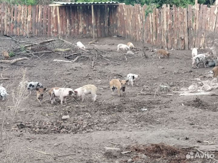 Поросята мяных пород
