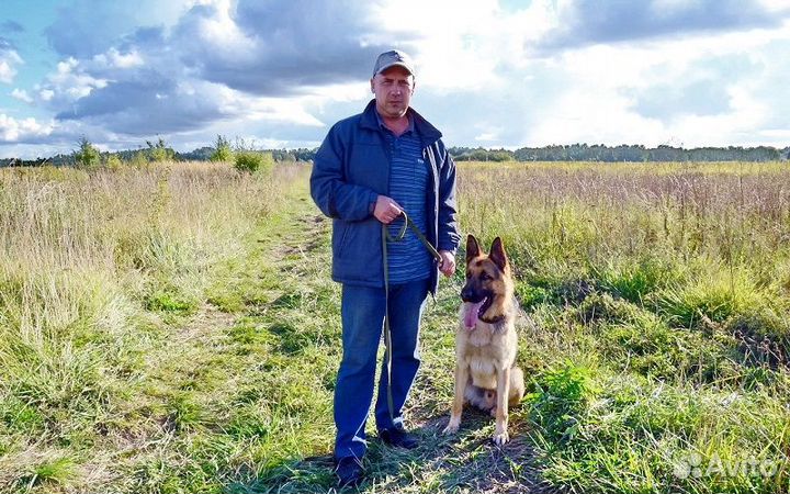 Дрессировка собак, Москва и Московская область